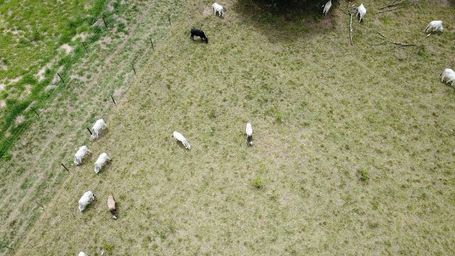 Imagens feitas por drone em áreas de pecuária. Foto: Jayme Barbedo/Embrapa Agricultura Digital