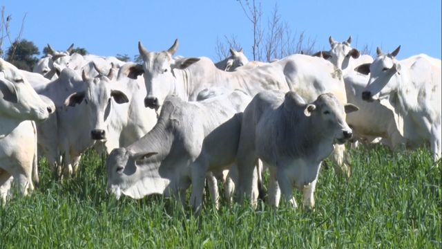 Quer desmamar um bezerro de 300 quilos? Fazenda de SP explica como