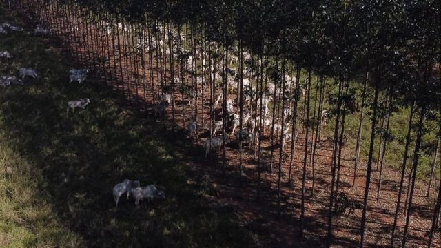 Crédito de carbono: pecuária brasileira tem muito a ganhar com isso. Saiba como