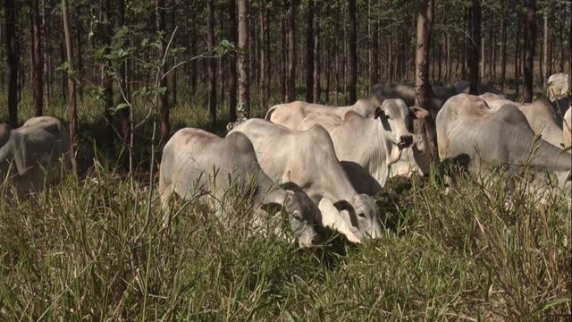 Bovino em pastejo divido por linhas de árvores. Foto: Reprodução