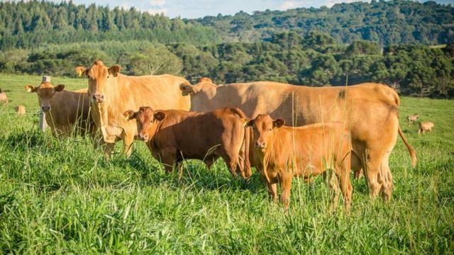 Bovinos Caracu em área de pastagem. Foto: Divulgação
