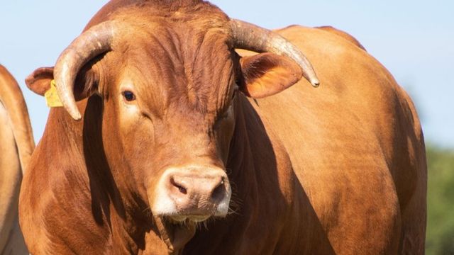 Estes cruzamentos podem garantir boa produção de bovinos precoces