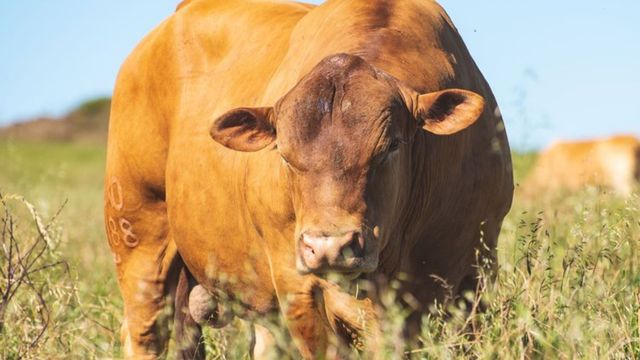 Nelore cruzado com Caracu ou Sindi: qual raça pode-se usar depois?