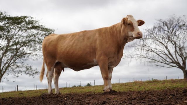 Simental: como a cata do carrapato ajuda a selecionar um gado mais resistente?  