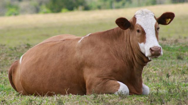Quais raças bovinas são ideais para apostar na produção de carne e leite?
