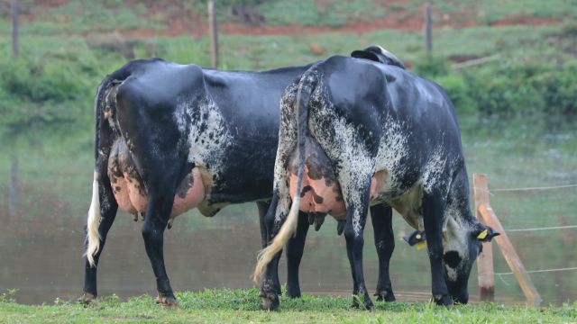 Vaca Girolando: qual a diferença do leite de fêmeas ¾ e ⅝? Vaca Girolando: qual a diferença do leite de fêmeas ¾ e ⅝?