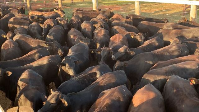 Pecuarista de MS surpreende com abate de 300 novilhas com acabamento uniforme