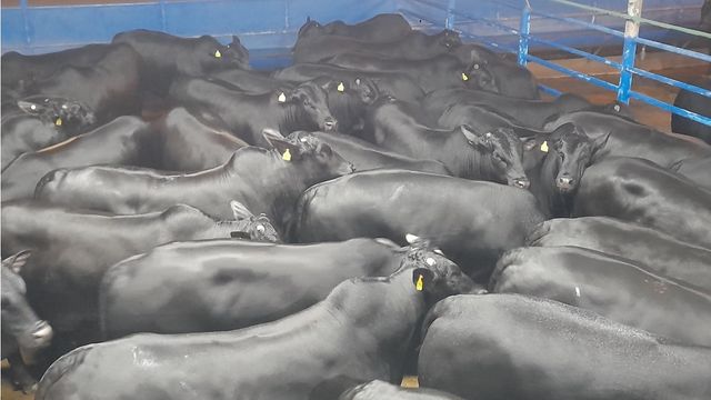 Batateiro vira pecuarista e produz boi jovem de 27@