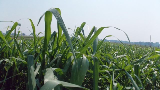 Estes 8 passos são essenciais para a formação de uma boa pastagem