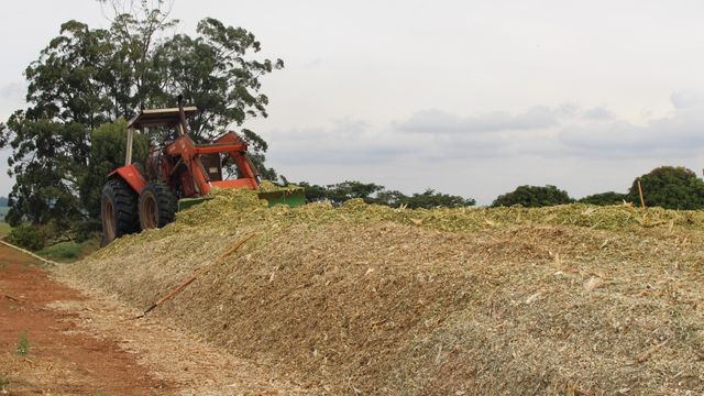 Trator fazendo a compactação de silagem. Foto: Cristina Brito/Embrapa Pecuária Sudeste