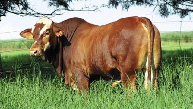 Touro Simbrasil é bom para cruzar com vacas Senepol/Nelore e Angus/Nelore?
