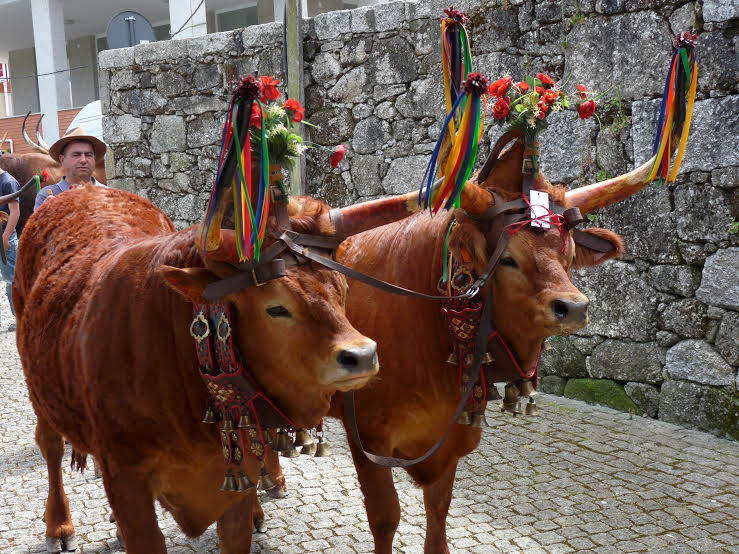 Bovino português é considerado o mais belo do mundo