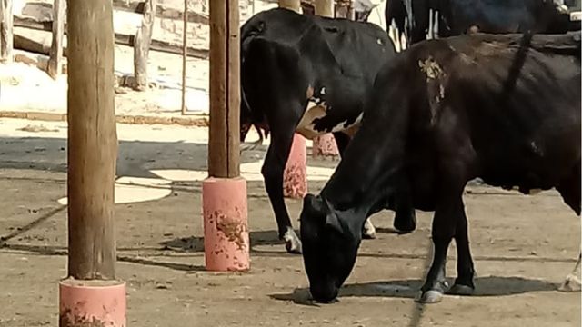 Vaca lambendo urina: saiba o porquê disso e como corrigir