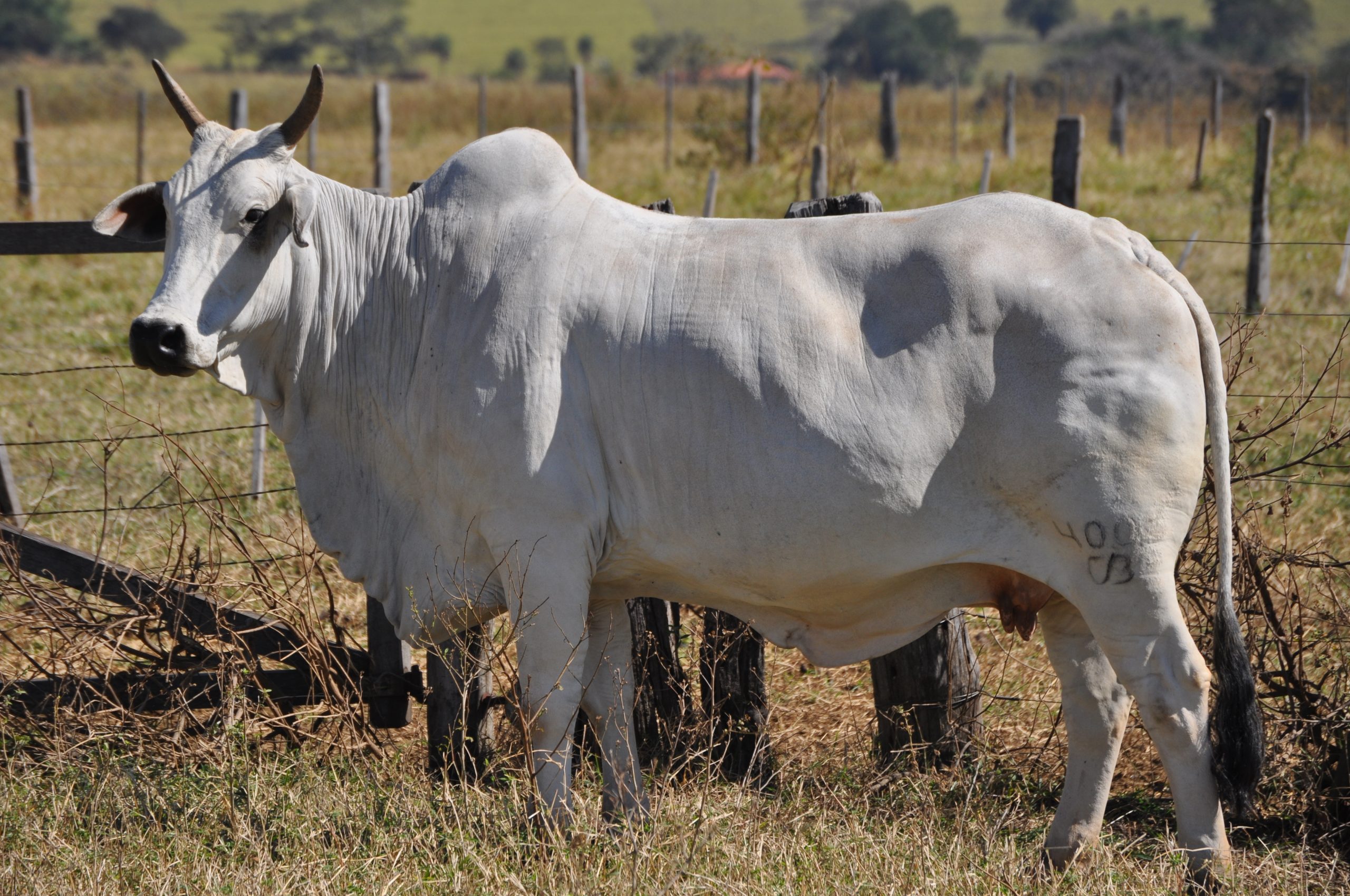 Quantos estômagos tem uma vaca?