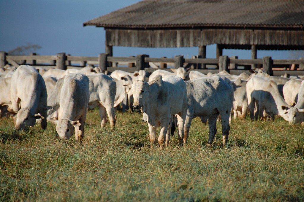 Cocho de sal para gado: conheça as melhores opções para sua fazenda
