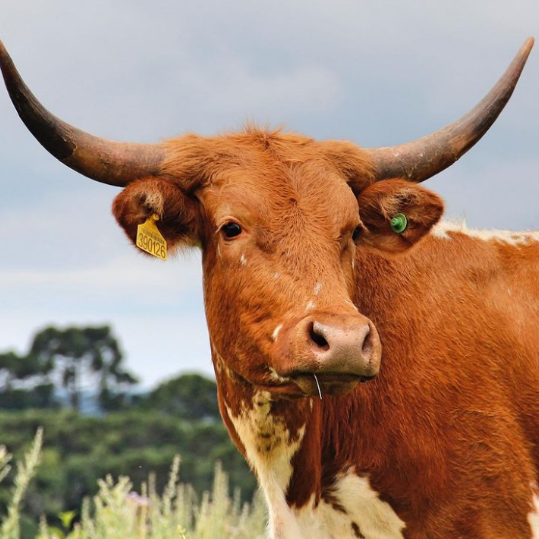 Crioula Lageana: a raça bovina mais chifruda do Brasil