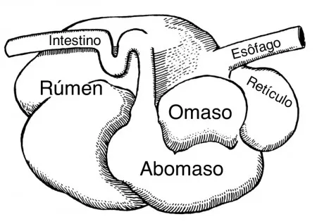 Divisão do estômago dos ruminantes