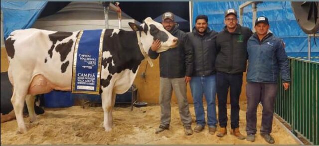 Fêmea bovina produz mais de 100 litros de leite em um único dia