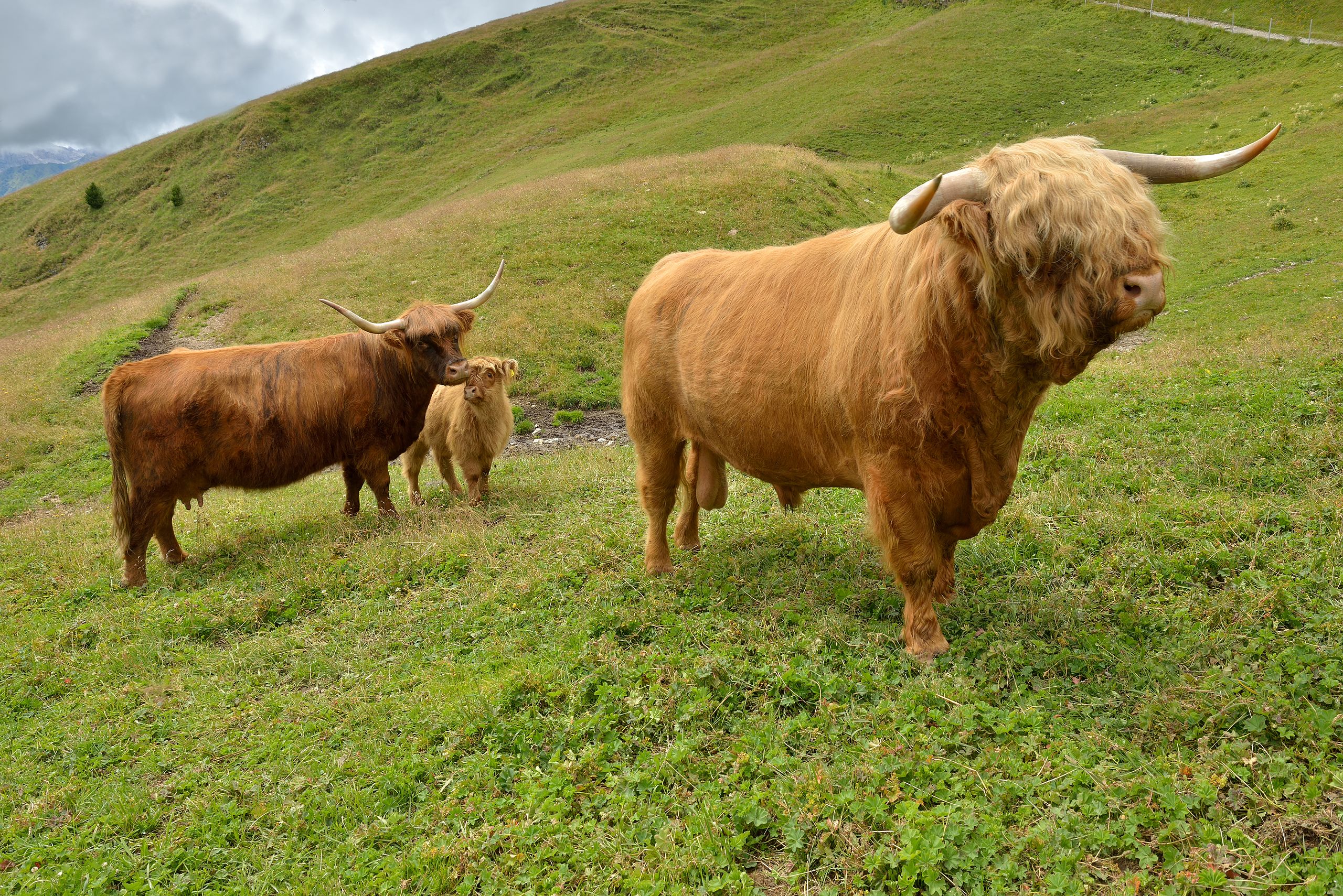 o boi peludo da montanha
