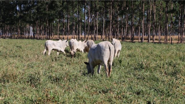 Lote de novilhas avaliadas no estudo da Embrapa sobre sombreamento de árvores. Foto: Divulgação/Embrapa
