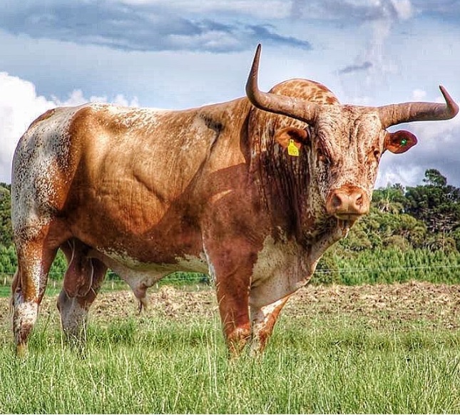 Bovino mais chifrudo do Brasil é da raça Crioula Lageana