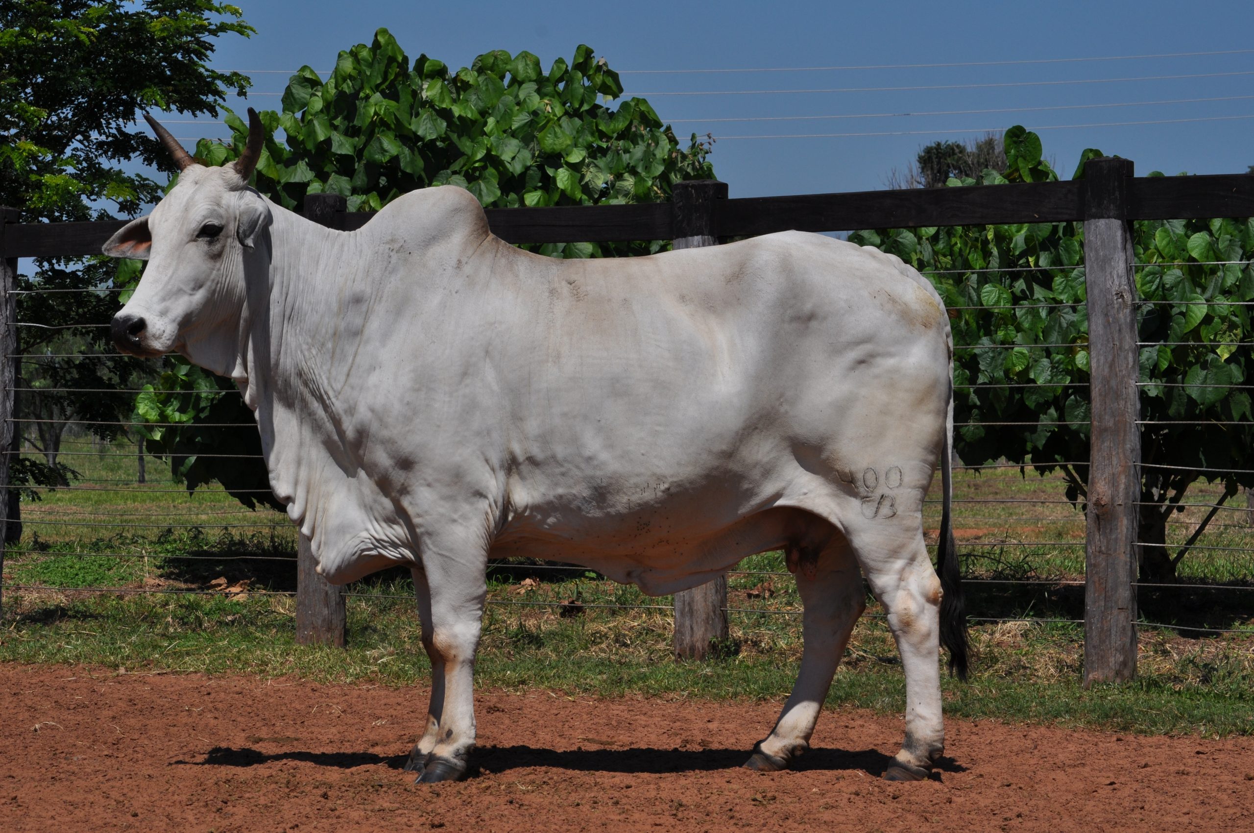 Vaca tem Cupim?