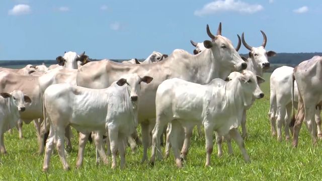 Vaca Nelore com cria ao pé pode ser manejada em confinamento?