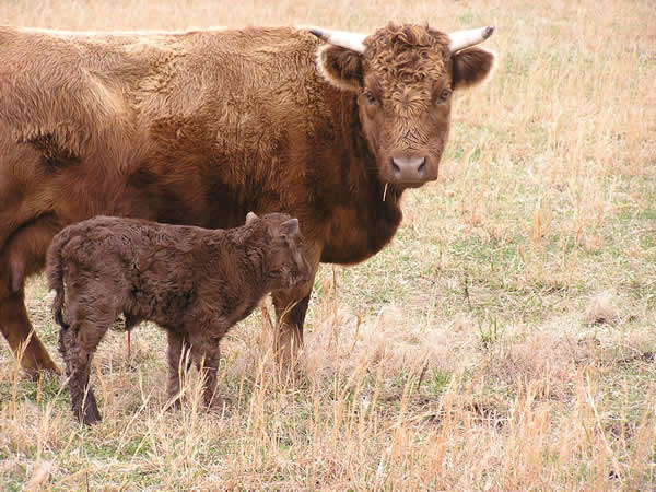 Menor raça bovina do mundo é da Irlanda