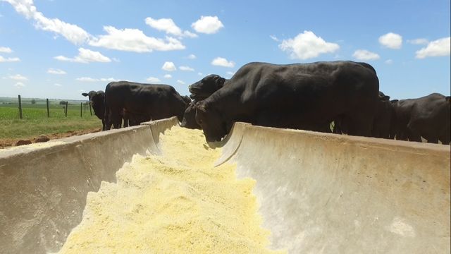 Fazenda de MS surpreende com baixo índice de mortalidade e alta taxa de engorda do boi