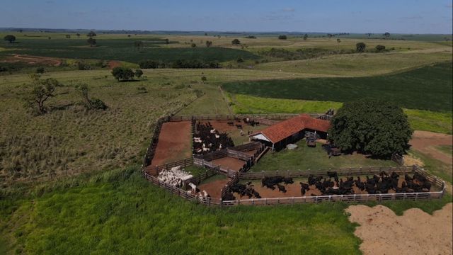 Carne bovina premium sem mistérios: saiba como produzi-la na fazenda