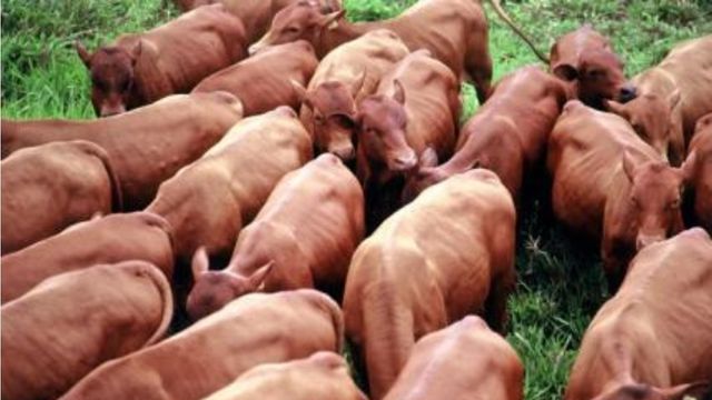 Novilhada F1 Canchim e Senepol: quais touros são boas opções de cruzamento?