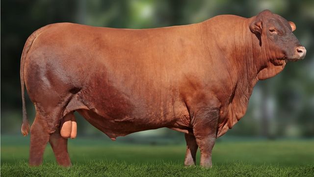 Touro menor que a vaca? Saiba as dicas na hora de fazer a monta na fazenda