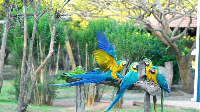 Guerreiros do fogo evitam desastre ambiental em fazenda centenária do Pantanal