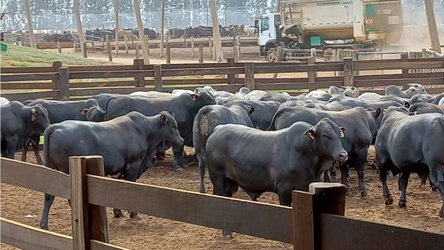 Boi gordo terceirizado pode garantir mercados diferenciados a pecuaristas