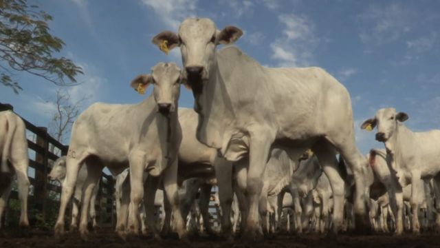 Confira quais são os indicadores de rentabilidade de uma fazenda de cria