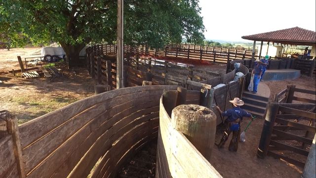 GTA: saiba a importância, a finalidade e como emitir a Guia de Trânsito Animal