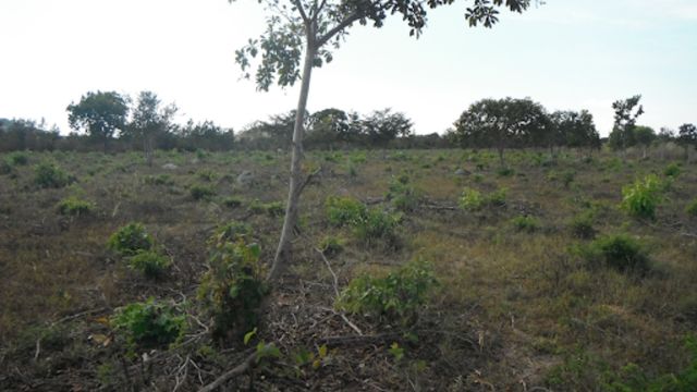 No estágio de degragação 1 praticamente não há mais capim na área. Foto: Divulgação/Athenagro