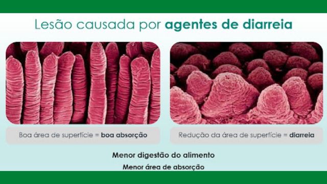 Efeito dos causadores da diarreia neonatal no estômago dos bezerros. Foto: Divulgação/MSD