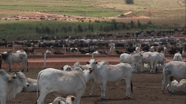 Boi China versus boi comum: entenda a diferença do preço Cepea