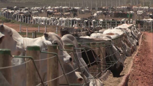 Agora é oficial. Estudo revela que aditivo reduz metade do metano na pecuária