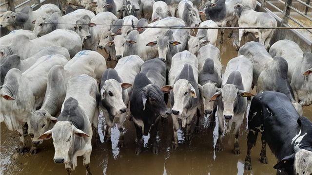 Pecuaristas da Bahia fazem boi render 55% de carcaça