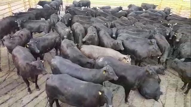 Novilha com peso de boi é destaque em qualidade de carne em MS