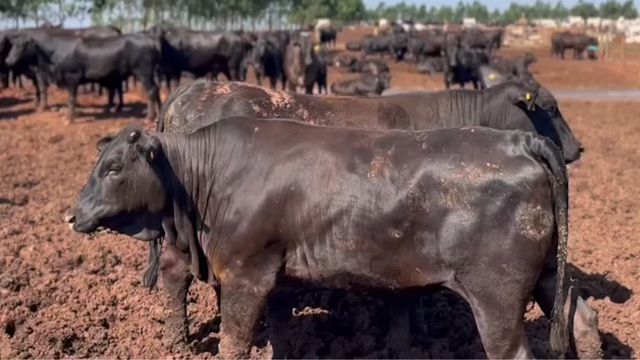 Exemplares Angus e Canchim são destaque em carne de qualidade em MS