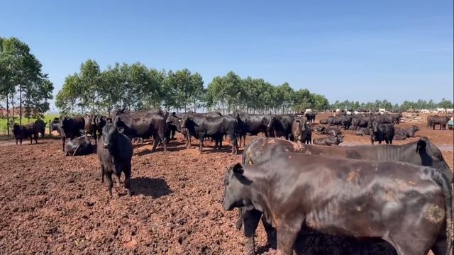 Lote de bovinos Angus. Foto: Reprodução