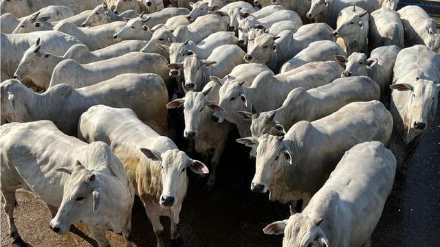 “Só gado extra!” Novilha Nelore bem acabada é destaque em Goiás