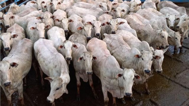 Lote de novilhas da fazenda Saudade, de Nova Andradina (MS), campeã no Circuito Nelore, na unidade da Friboi de Naviraí. Foto: Divulgação