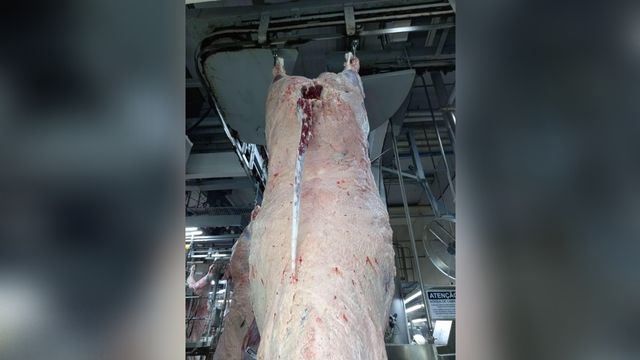 Detalhe de uma carcaça de bovino bem acabada. Foto: Divulgação