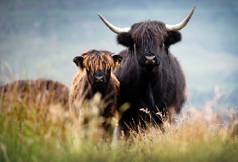 Highland tigrado e preto