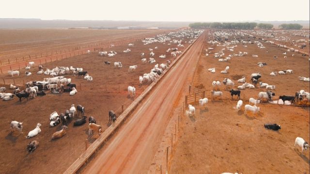 Vista do confinamento da fazenda Guimarães. Foto: Reprodução