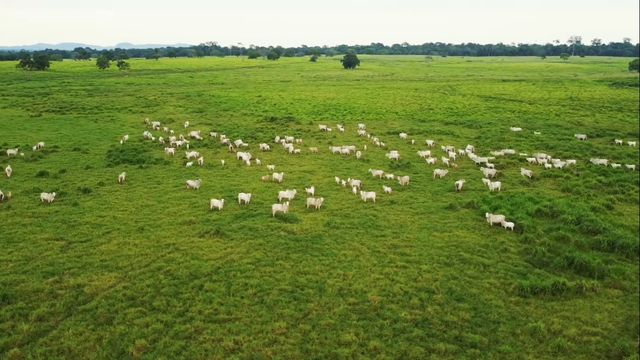 Bovinos na área de pasto da fazenda Gaúcha, na região de Cascavel (PR). Foto: Reprodução